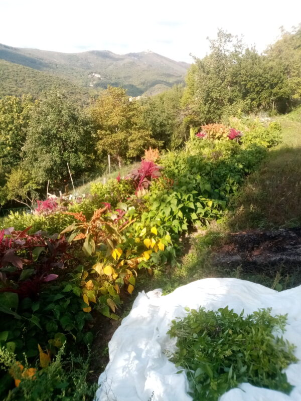 Basilic grand vert huile essentielle bio – Image 2