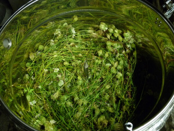Carotte sauvage hydrolat bio de – Image 3
