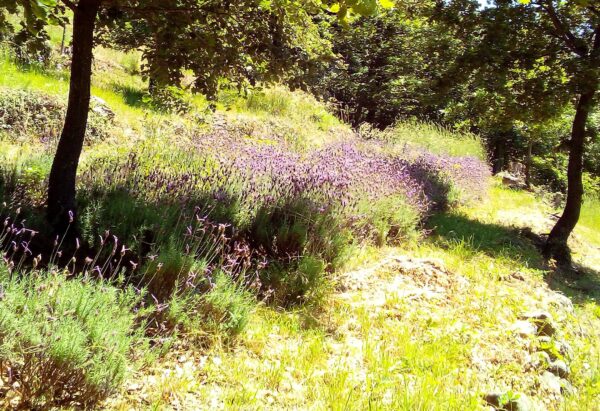 lavande fine, huile essentielle bio – Image 2